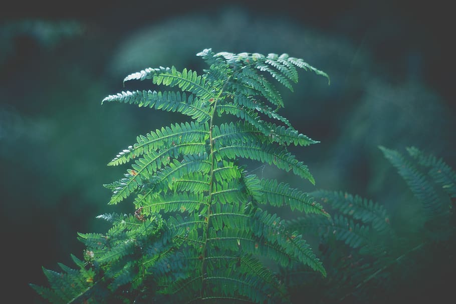 green leaf plant, hipster, forest, nature, green color, plant part HD wallpaper