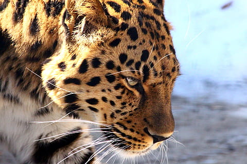 leopard, the far eastern leopard, predator, wild cat, dangerous HD wallpaper