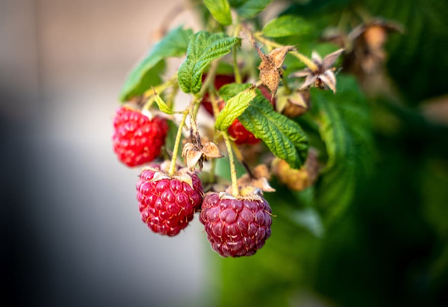 raspberries, fruit, red, ripe, garden, himbeerstrauch, delicious HD wallpaper