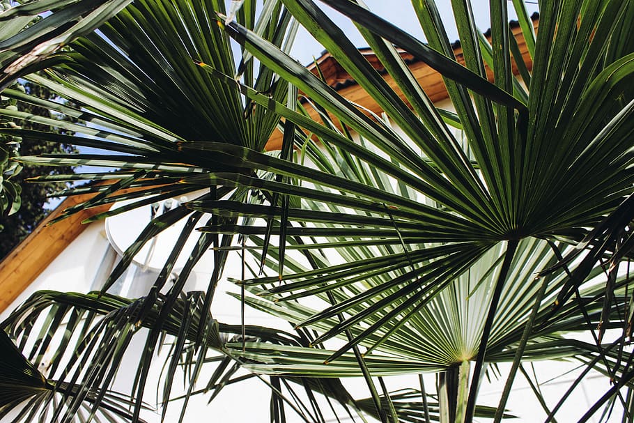 sea, tree, palm, green, house, sunny, leaf, growth, palm tree HD wallpaper