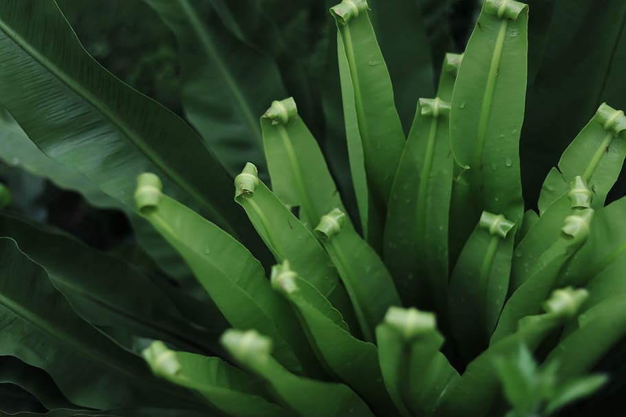 green-leafed plant, aloe, vegetation, jar, vase, potted plant HD wallpaper