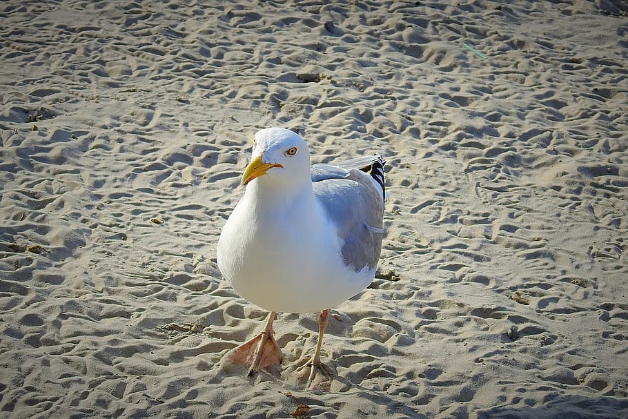 common tern, beach, sand, nature, bird, animal, animal themes HD wallpaper
