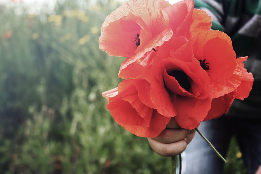 red common poppies, flowering plant, petal, fragility, vulnerability HD wallpaper