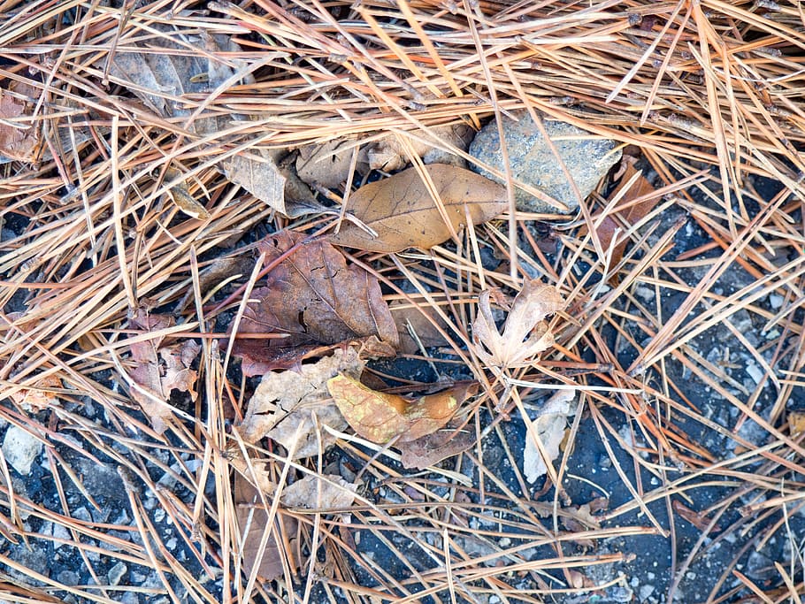 Leaves on Granite, Fall, Macro, Nature, Objects, concrete, pine HD wallpaper