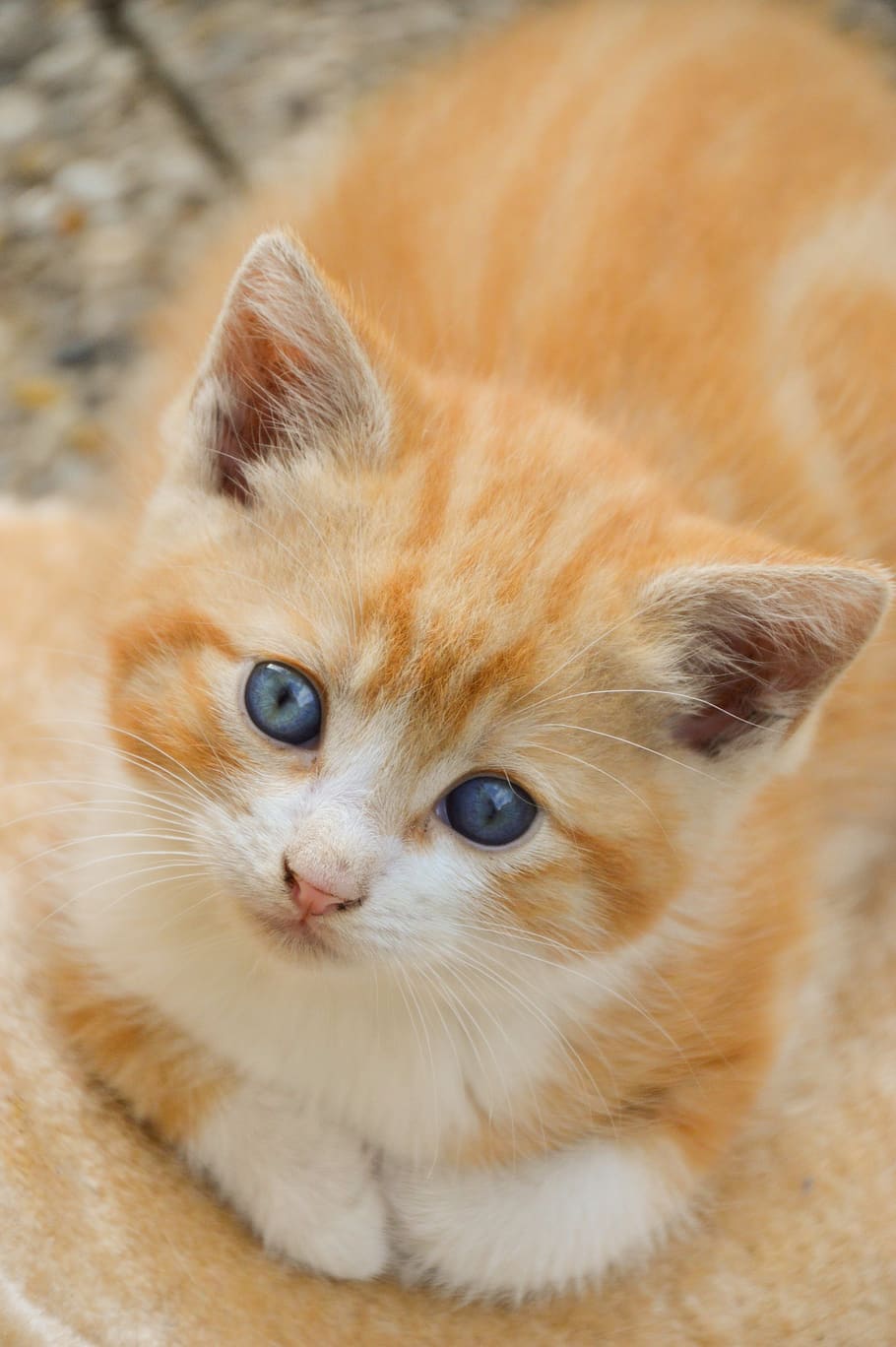 kitten, cat, feline, cute, animals, adorable, fur, kitty, mammals HD wallpaper