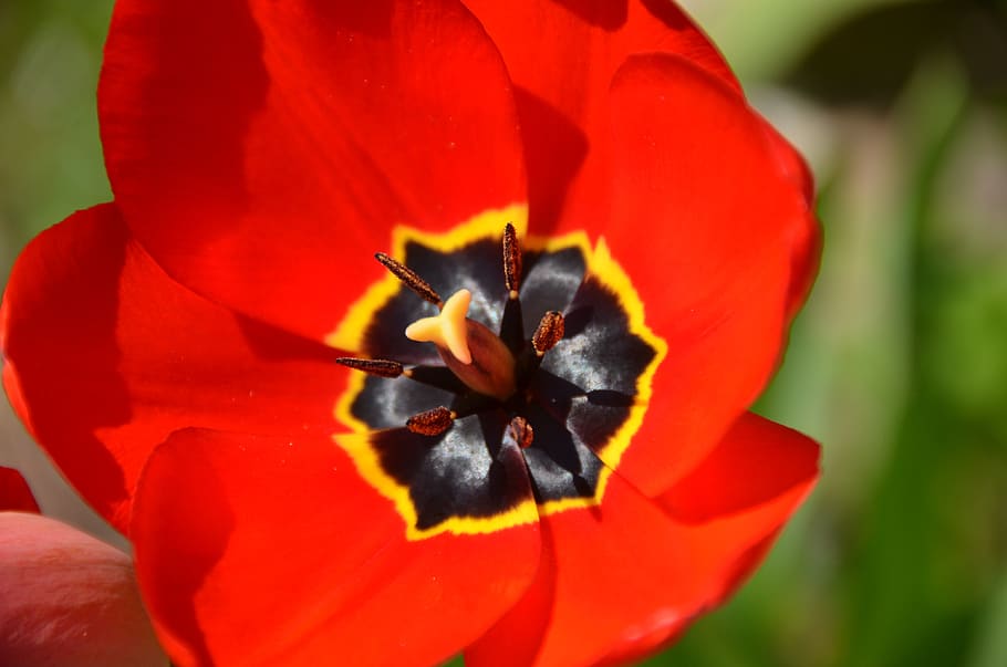 tulip, blossom, bloom, red, flower, spring, garden, nature, HD wallpaper