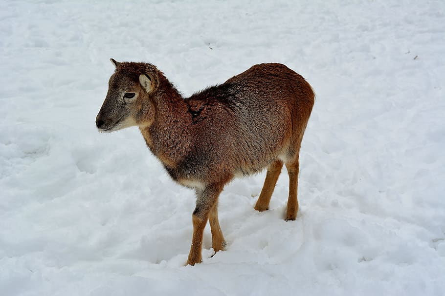 sheep, snow, winter, nature, cold, cold temperature, animal themes HD wallpaper