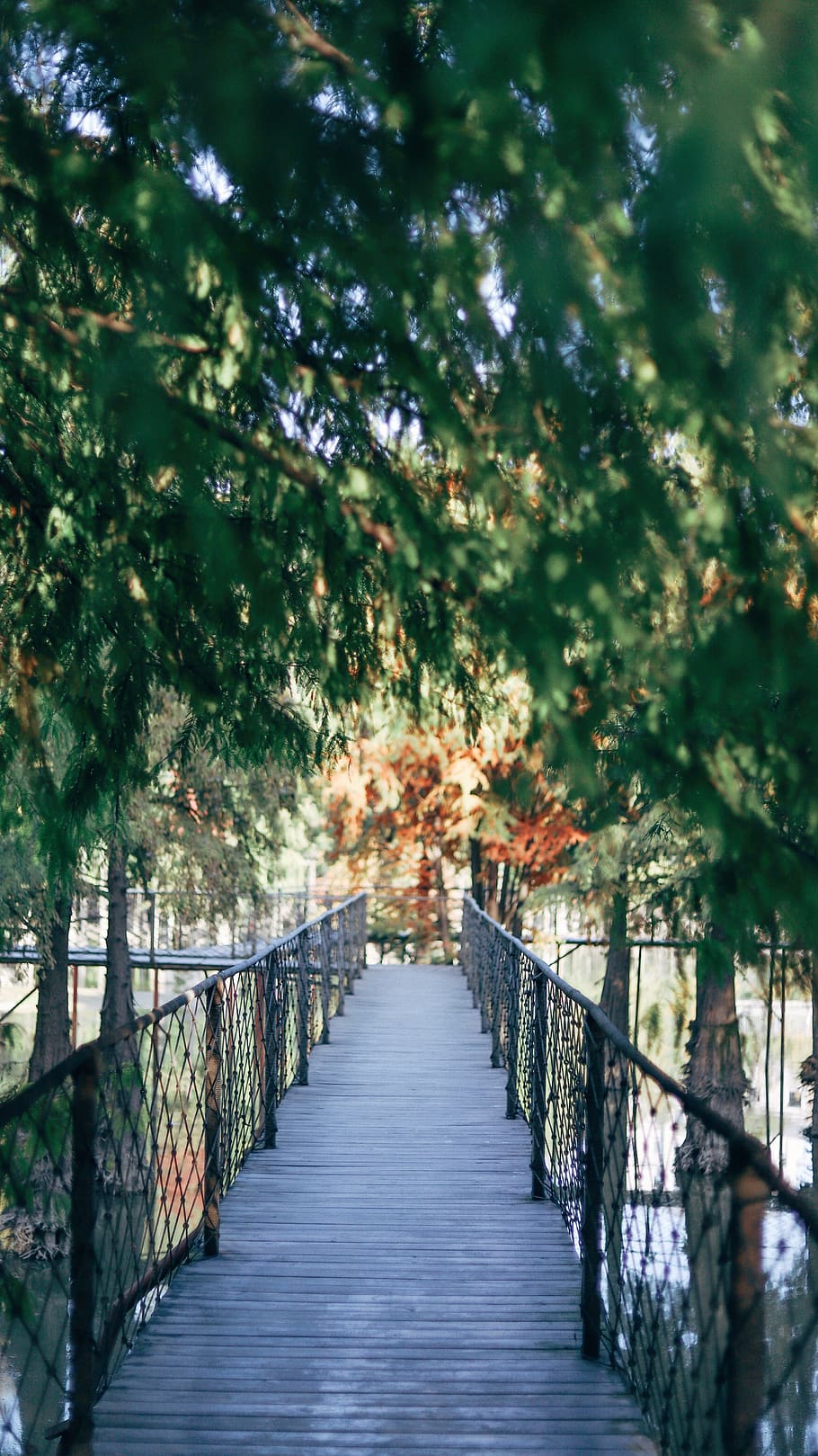 green-leafed tree over bridge, path, railing, boardwalk, building HD wallpaper
