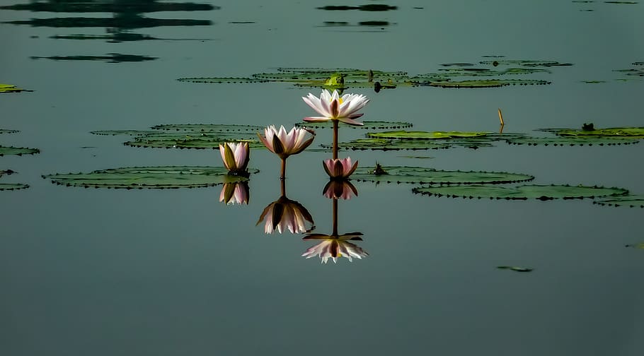 louts, flowers, water, lake, water lily, beauty in nature, waterfront HD wallpaper