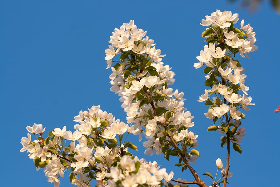 tree, spring, blossom, blooming, natural, day, flower, flowers HD wallpaper