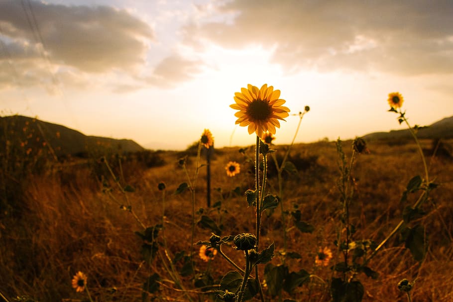 Sunflower on Hill Sepia Photography, clouds, countryside, dusk HD wallpaper