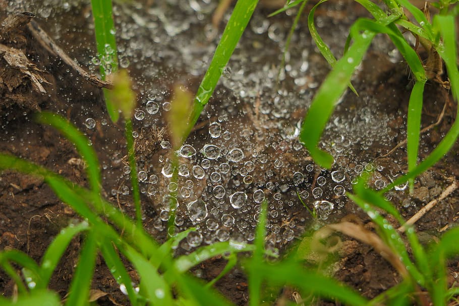 india, satara, raindrops, dew, lake, green, spiderweb, trees, HD wallpaper
