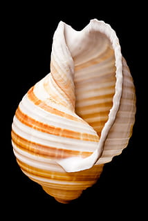 bone, close-up, closeup, cockle-shell, conch, coral, cowrie HD wallpaper