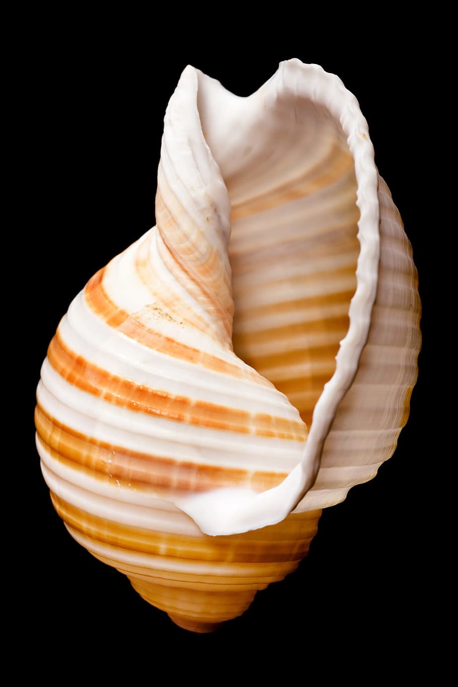 bone, close-up, closeup, cockle-shell, conch, coral, cowrie, HD wallpaper