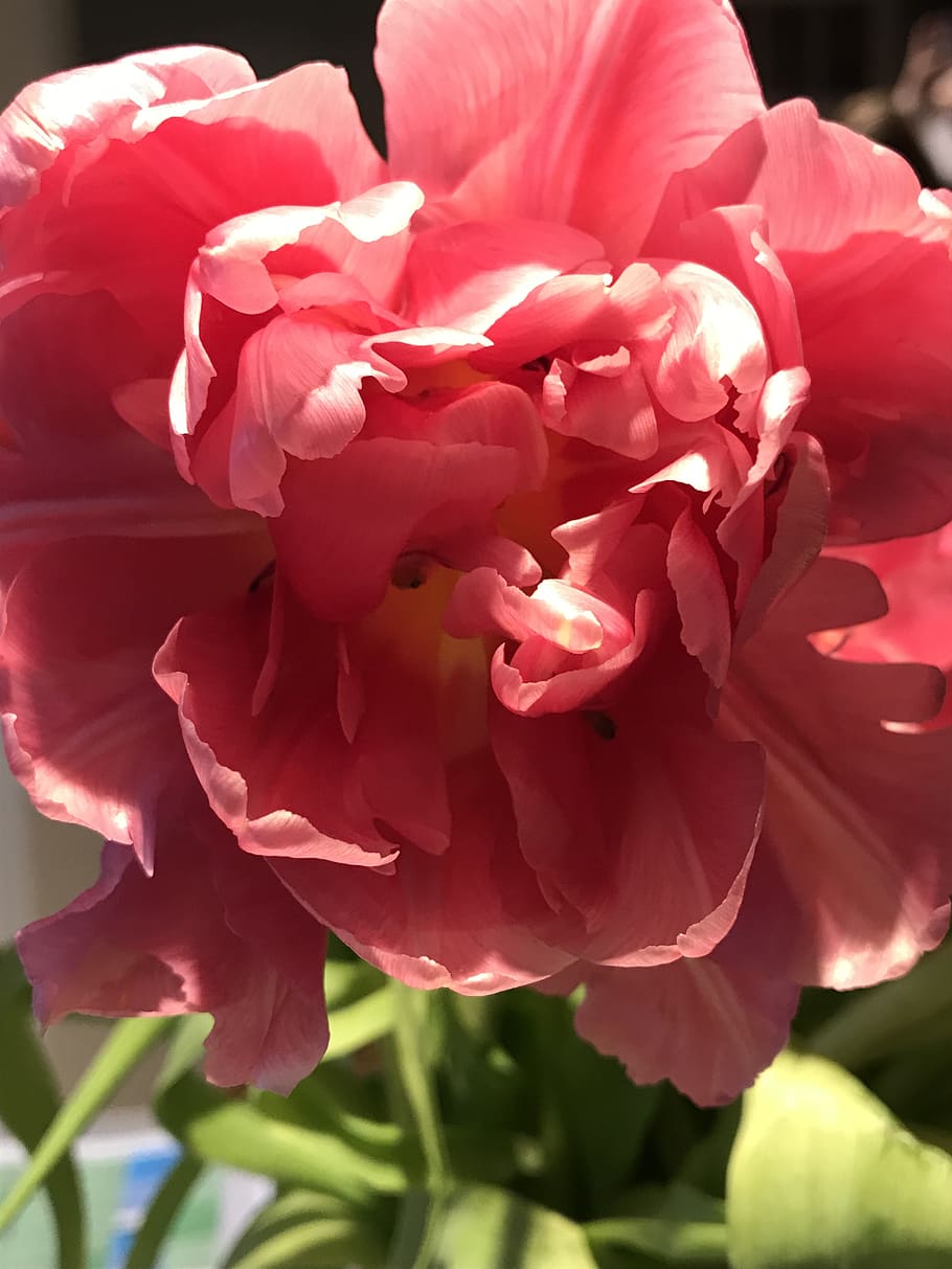 tulip, spring, flower, pink, flora, bloom, flowering plant HD wallpaper