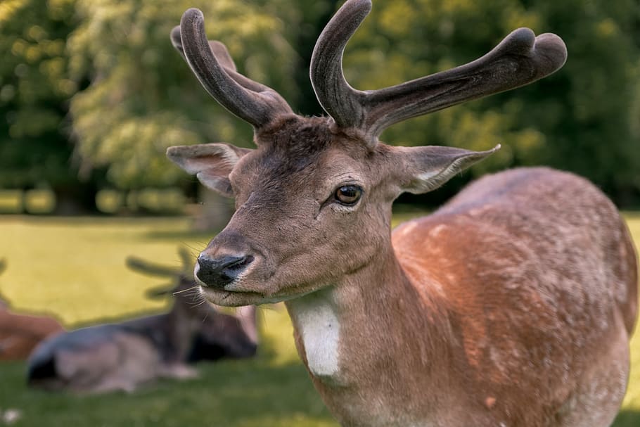 deer, forest, animals, wild, nature, animal themes, animal wildlife HD wallpaper
