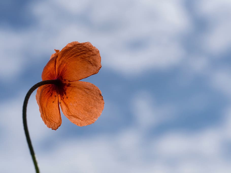 blue, sky, orange, petal, flower, plant, beauty in nature, close-up HD wallpaper