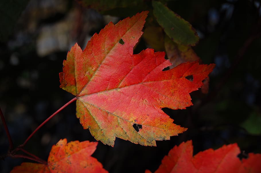 leaf, plant, nature, fall, autumn, plant part, change, beauty in nature HD wallpaper