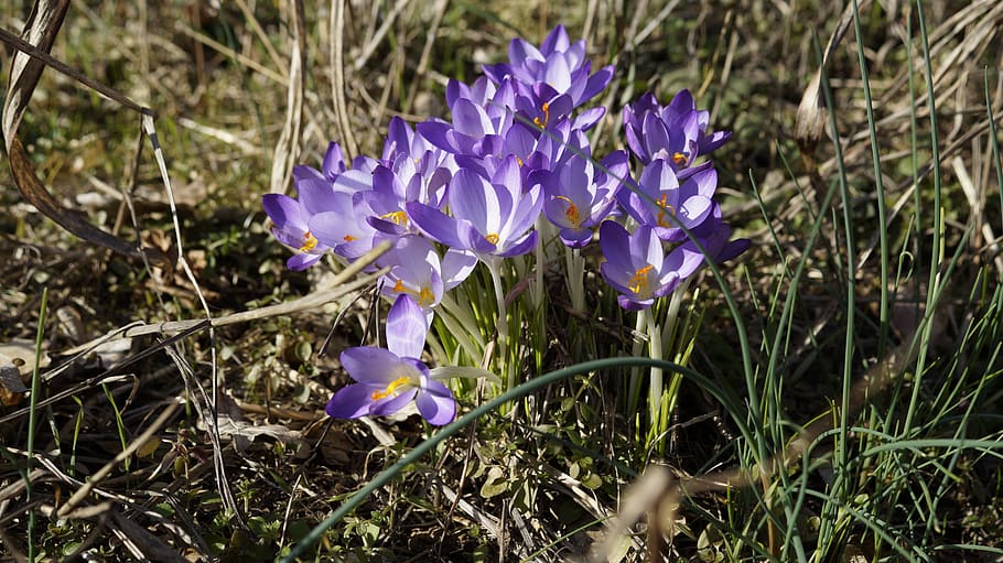 crocus, flower, spring, purple, plant, blossom, bloom, spring flower HD wallpaper