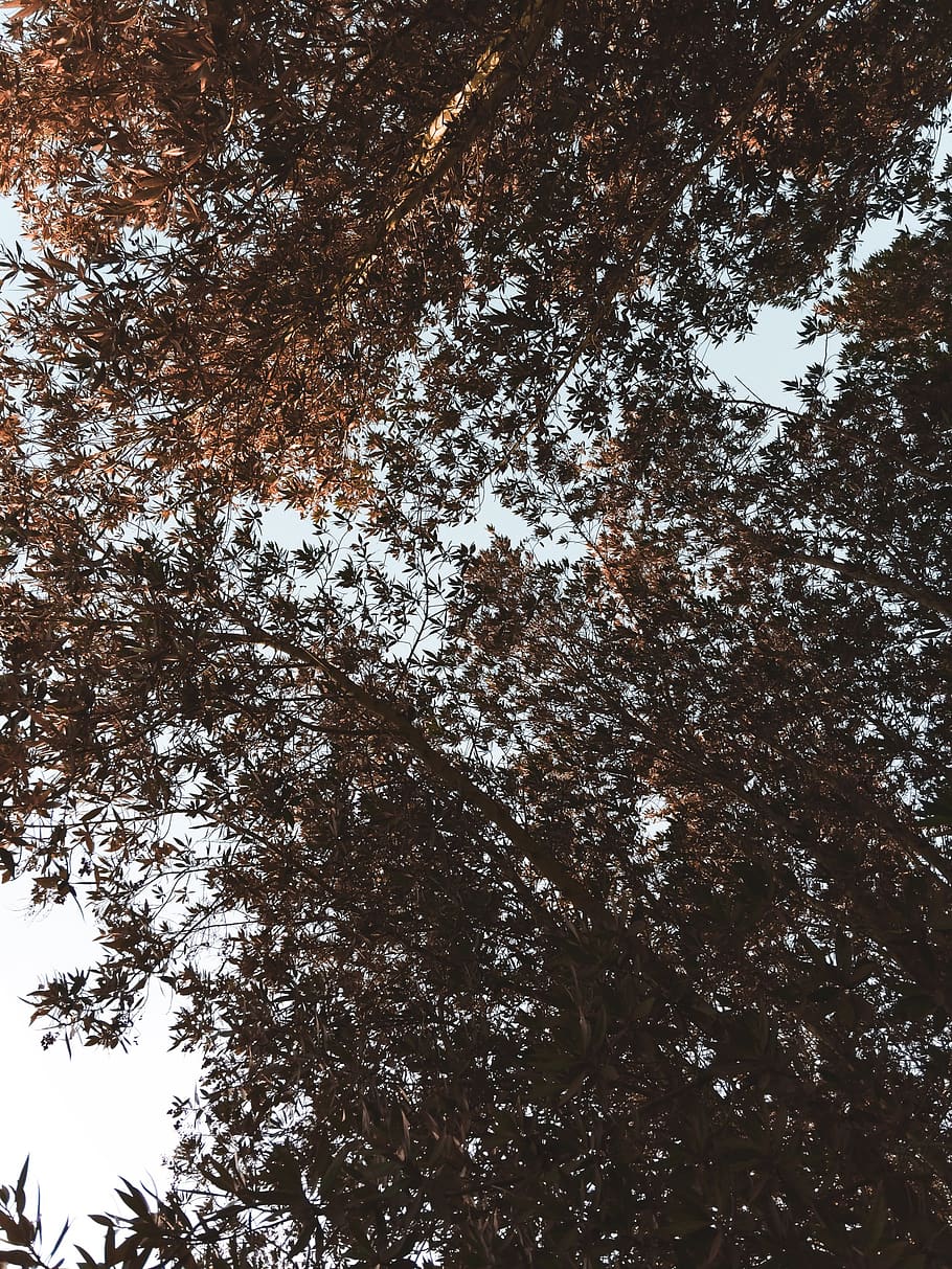 forest, trees, autumn, nature, leaves, woods, plant, low angle view HD wallpaper