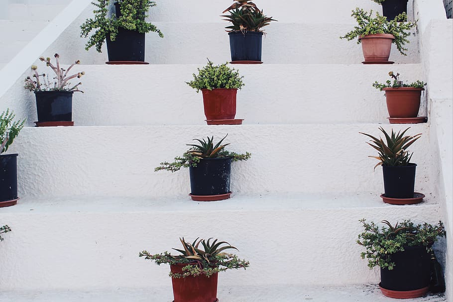 greece, ios, white, minimal, plant, cactus, flower, oregano HD wallpaper
