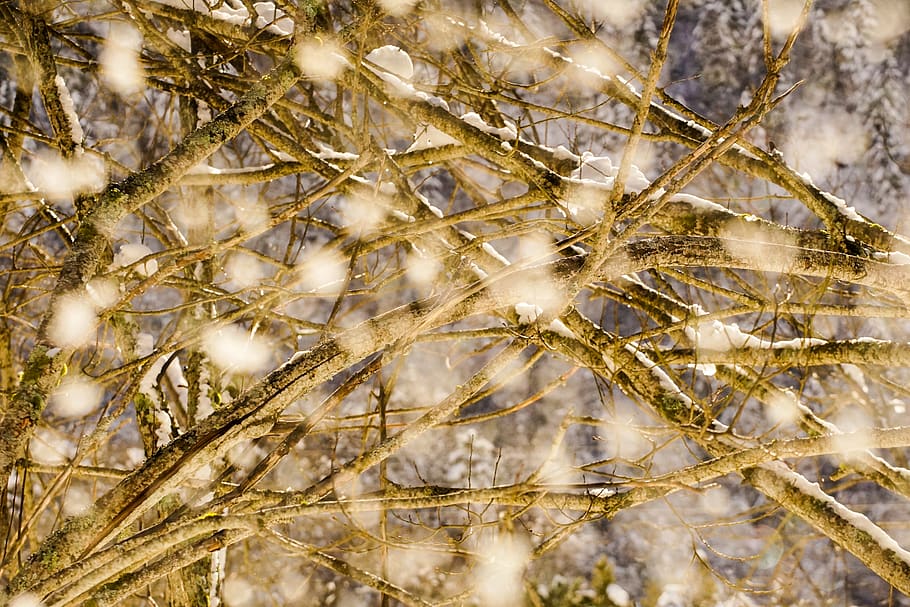 Cotton Tree, branches, bright, cold, colors, daylight, environment HD wallpaper