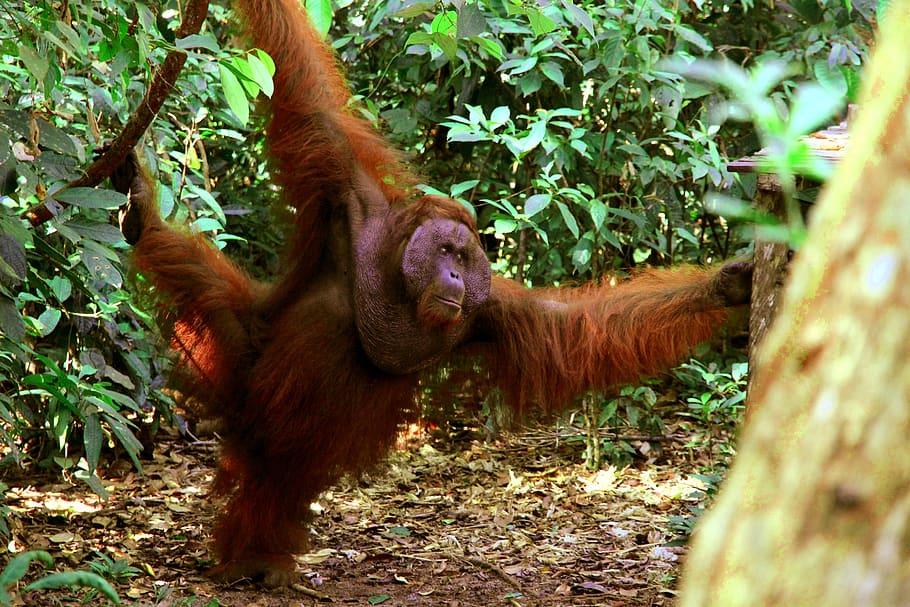 orango, mammal, primate, vertebrate, animal, monkey, animal themes HD wallpaper
