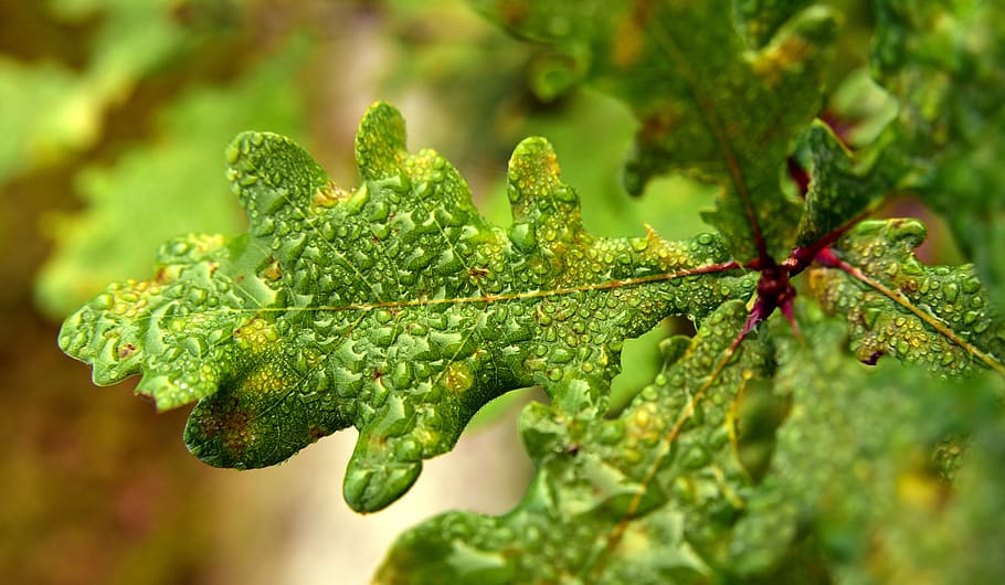 oak leaf, engine, young, autumn, wet, water, drip, morning HD wallpaper