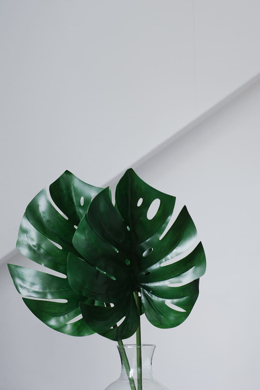 green leafed on vase, plant, minimal, tropical, nature, white HD wallpaper