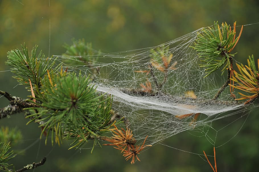 pine, branch, spider web, conifer, plant, focus on foreground, HD wallpaper