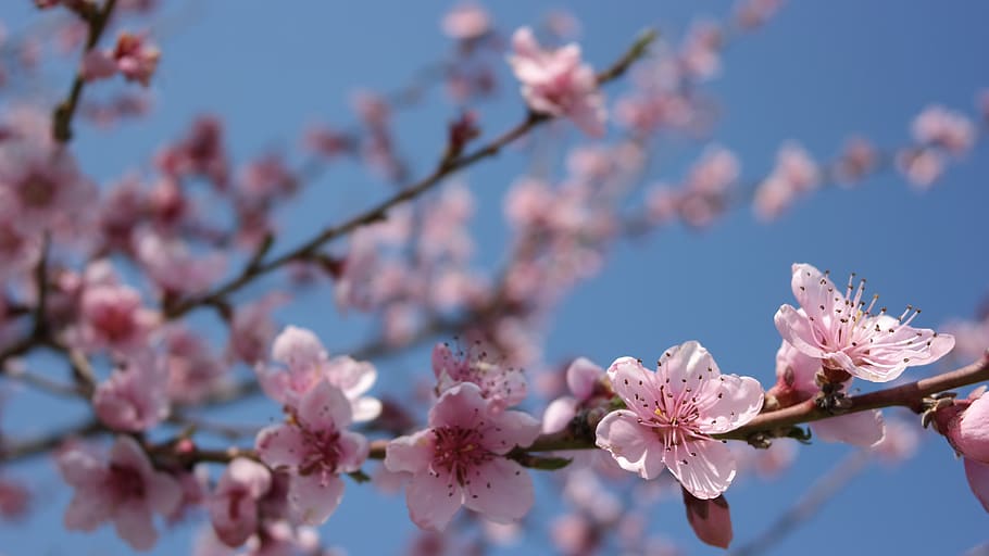 spring, flower, sky, nature, bloom, sunny, garden, flowering plant HD wallpaper