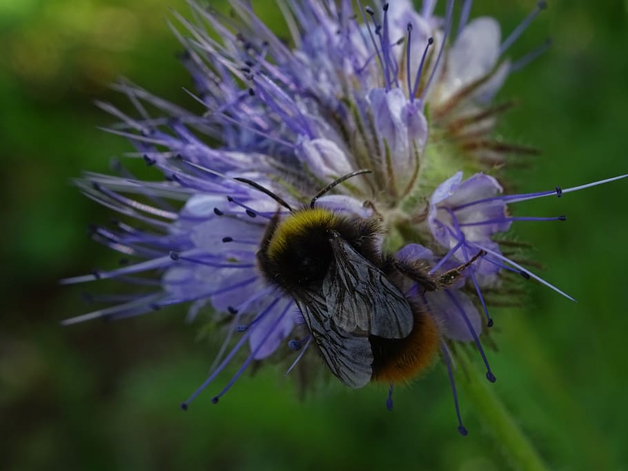 bumblebee, flower, macro, flowering plant, fragility, vulnerability HD wallpaper