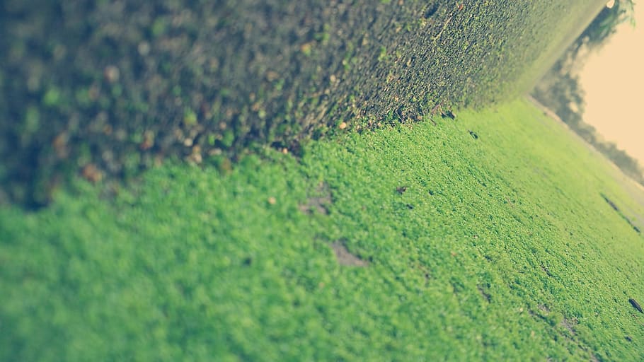 india, chennai, tree, wall, fungus, green, rain, green color HD wallpaper