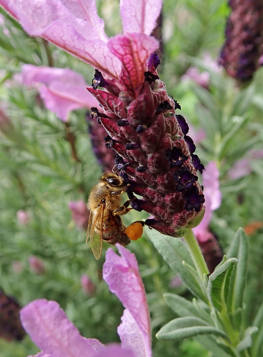 lavender, flower, bee, insect, garden, nature, flowering plant HD wallpaper