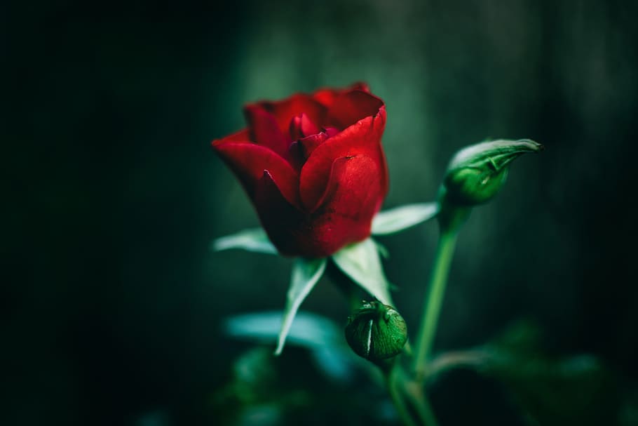red, rose, red rose, flower, romantic