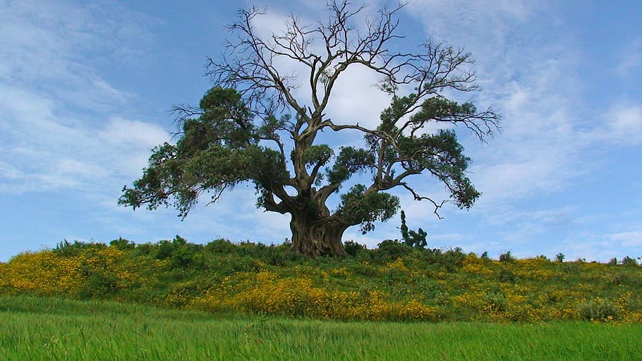 tree, nature, landscape, grass, wood, panoramic, outdoors, countryside HD wallpaper