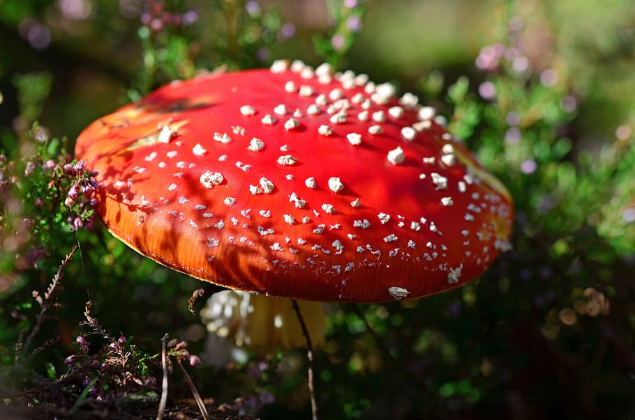Red Fungi during Daytime, close-up, fly agaric, macro, mushroom HD wallpaper