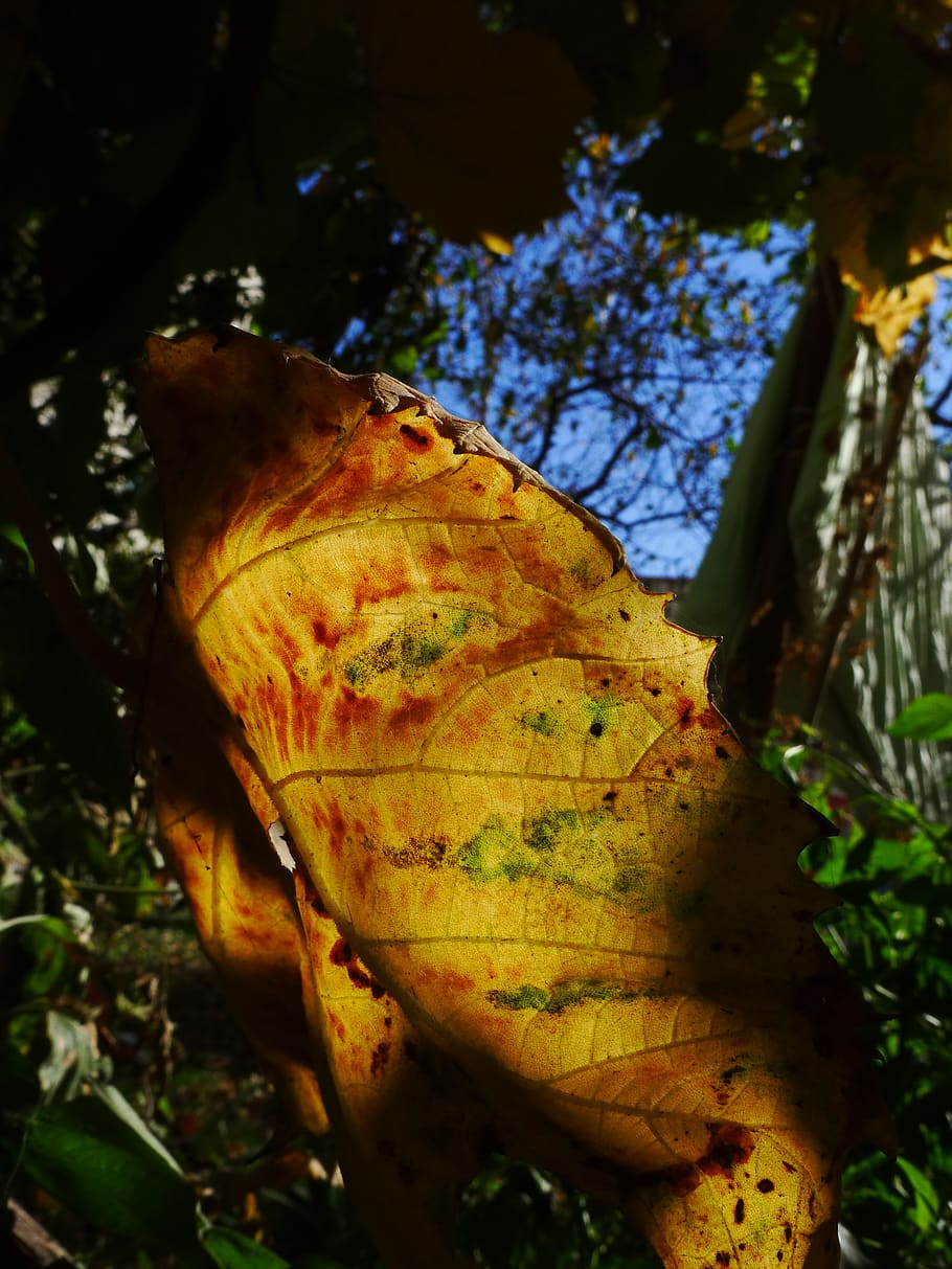 leave, autumn, sunshine, plant, tree, leaf, plant part, close-up HD wallpaper