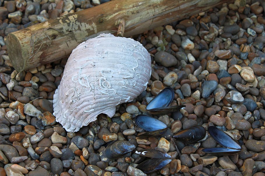 shells, mussels, beach, nature, coast, seashore, marine, conchology HD wallpaper