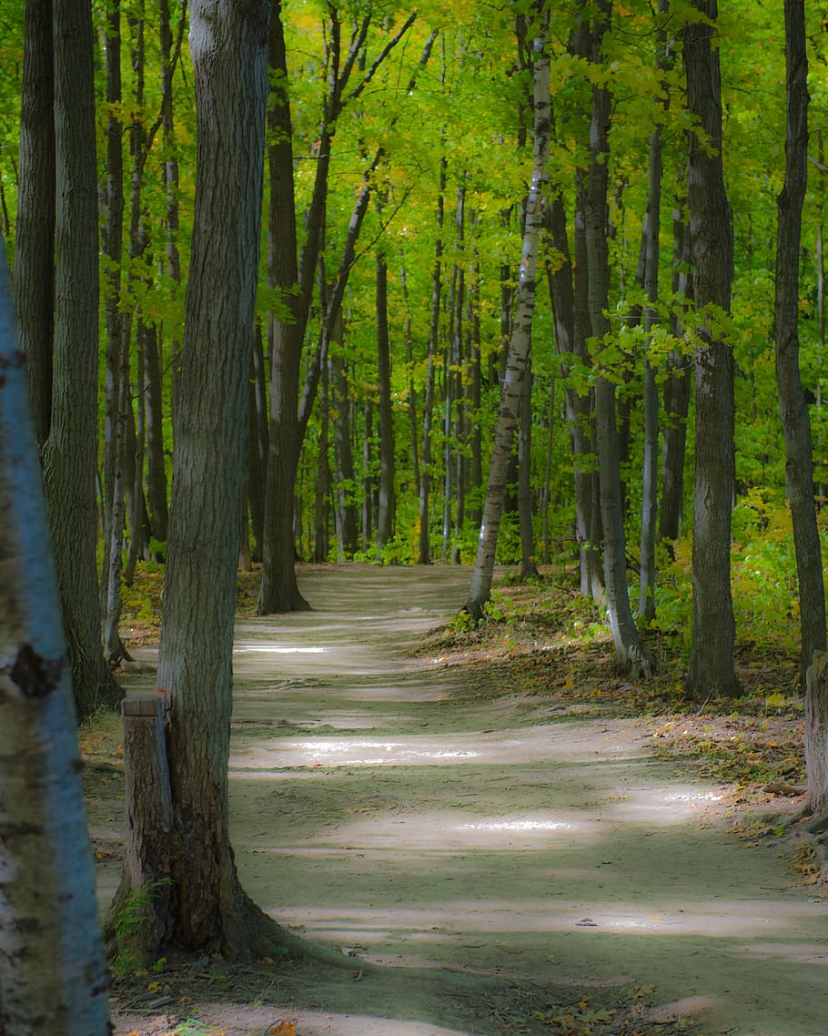 forest, walkway, nature, pathway, trail, summer, hiking, mood HD wallpaper