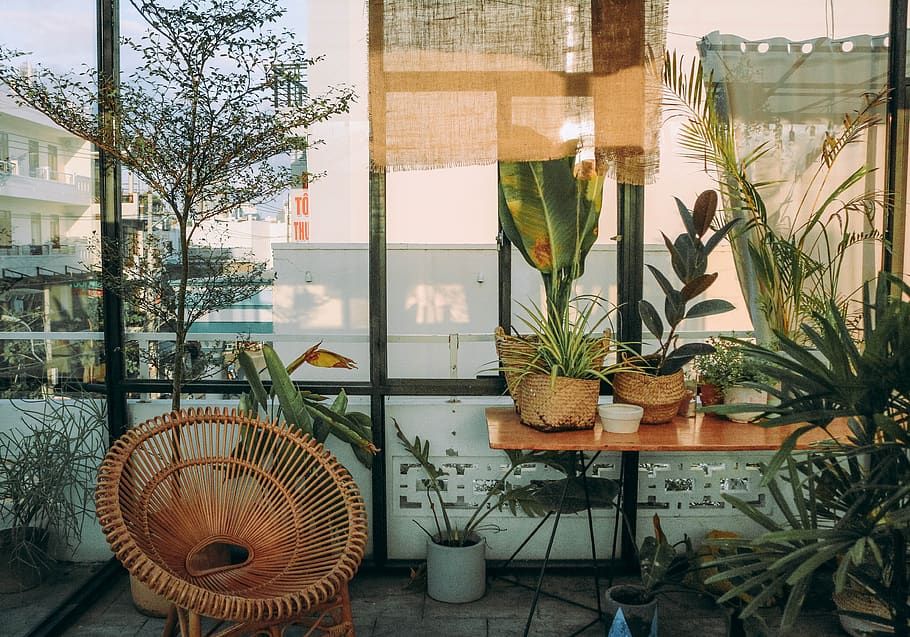 empty chair near table, plant, glass - material, growth, potted plant HD wallpaper