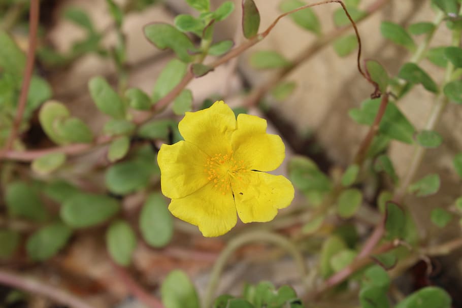 yellow, flower, spring, flowers, plant, rosa, nature, beautiful HD wallpaper