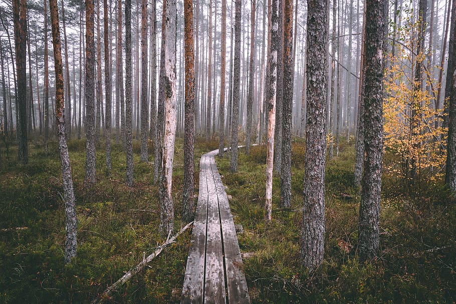 brown wooden pathway on forest, tree, plant, birch, flora, latvia HD wallpaper