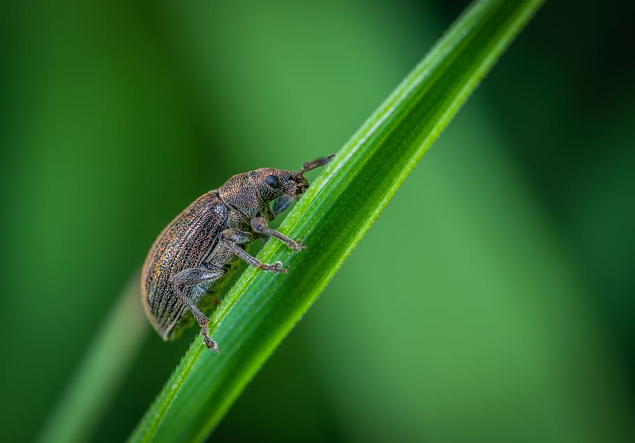 beetle, macro, insect, one animal, animal themes, green color HD wallpaper