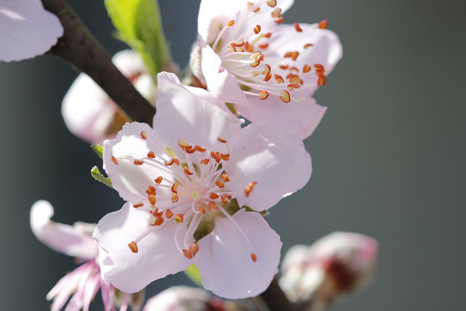 flower, peach tree, spring, flora, botanist, flowering plant HD wallpaper