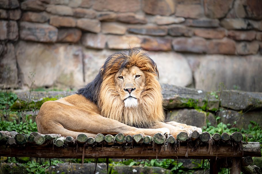 lion lying on brown surface, feline, cat, lion - feline, mammal HD wallpaper