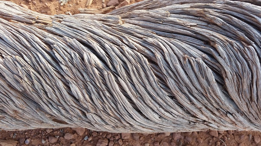 juniper, bark, desert, no people, day, high angle view, close-up HD wallpaper