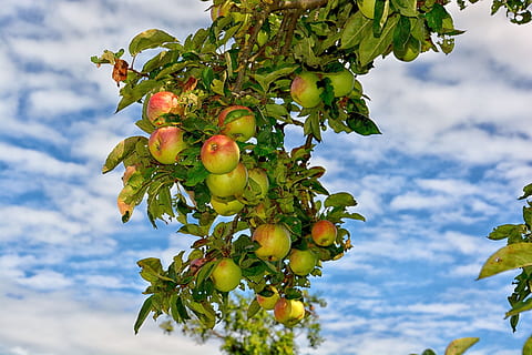 tree, leaf, nature, fruit, branch, summer, season, plant, apple HD wallpaper