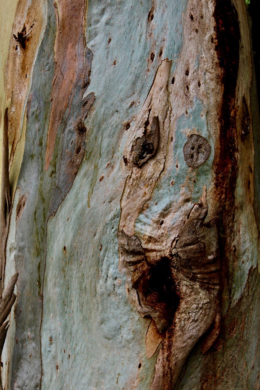 australia, melbourne, tree, treebark, garden, green, brown HD wallpaper