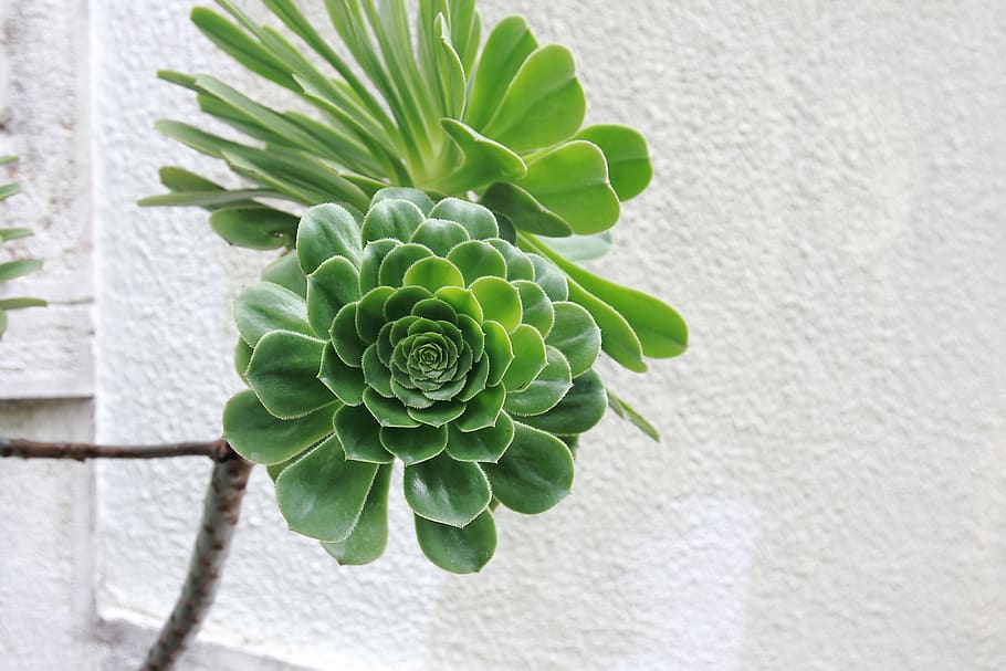 green plant, growth, leaf, plant part, green color, close-up HD wallpaper